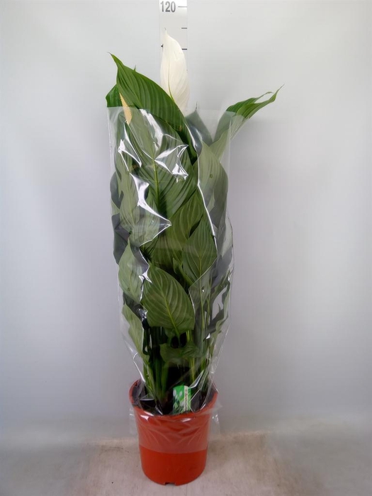 <h4>Spathiphyllum  'Sweet Silvana'</h4>