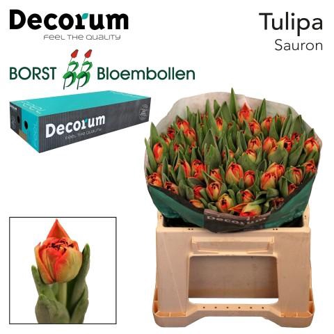 <h4>Tu Du Sauron</h4>