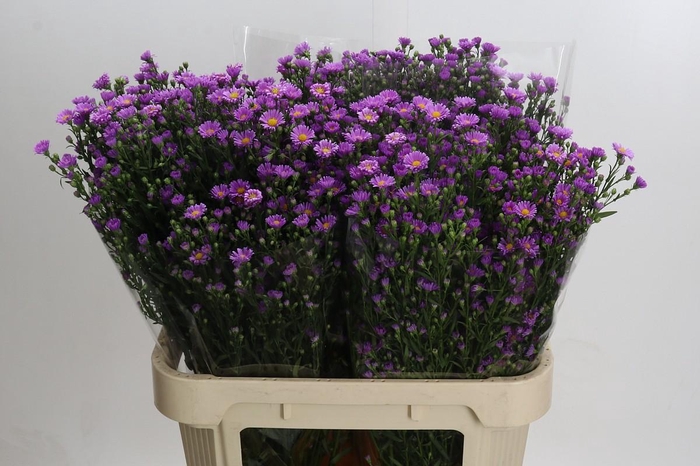 <h4>Aster Casarosa</h4>