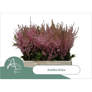 ASTIL AR ERIKA