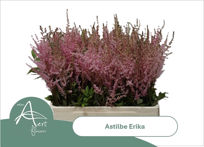 <h4>ASTIL AR ERIKA</h4>