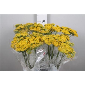 Achil F Parker Variety