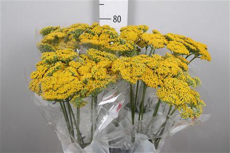 <h4>Achil F Parker Variety</h4>