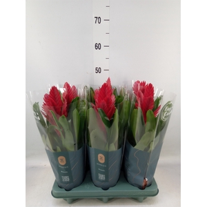 Vriesea  'Intenso Red'