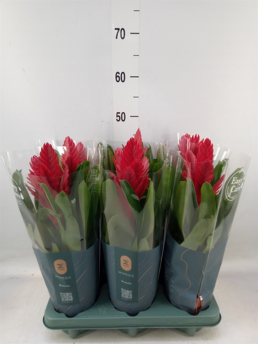 <h4>Vriesea  'Intenso Red'</h4>