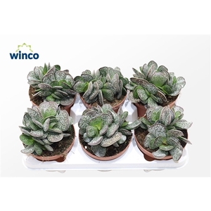 Adromischus Maculatus
