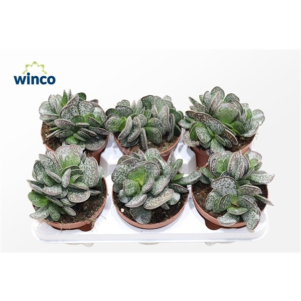 <h4>Adromischus Maculatus</h4>