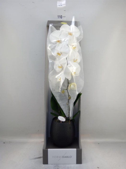 <h4>Phalaenopsis   ...white</h4>