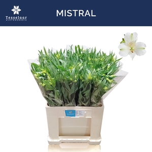 ALSTR MISTRAL