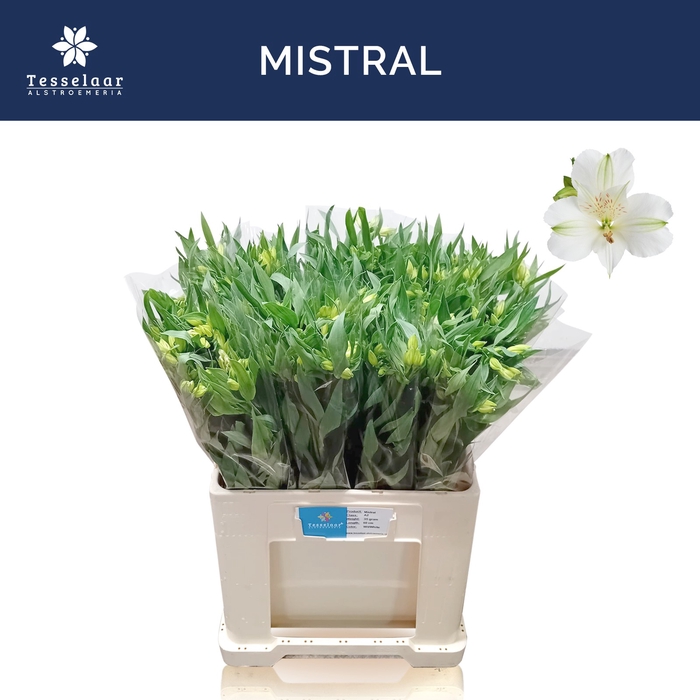 ALSTR MISTRAL