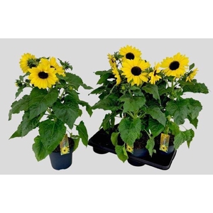 Helianthus Sunfinity Yellow Dark Center