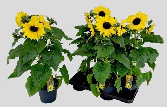 <h4>Helianthus Sunfinity Yellow Dark Center</h4>