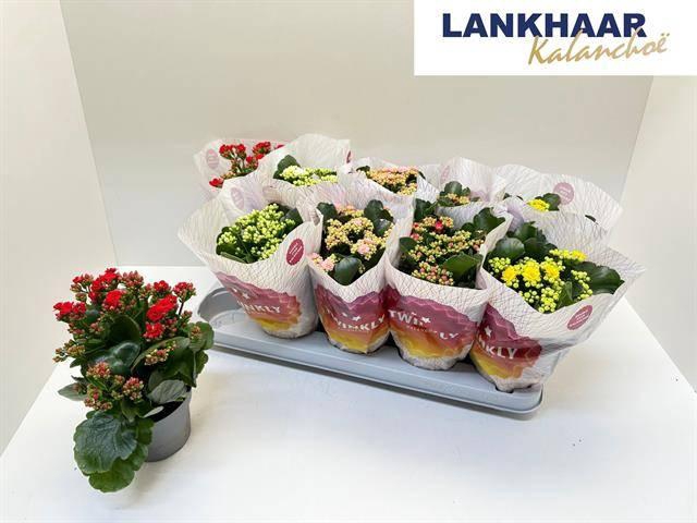 <h4>KAL GE PERF GEM 5 KL</h4>