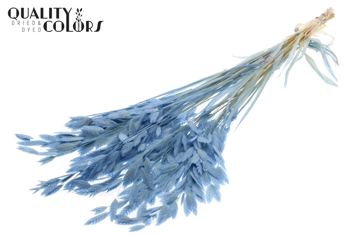 <h4>Chasmantium Preserved per bunch Bleached Light Blue</h4>