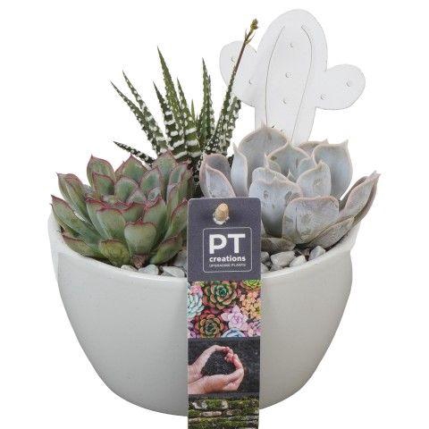 <h4>PTSU8440 Arrangement Succulenten in keramiek schaaltje</h4>