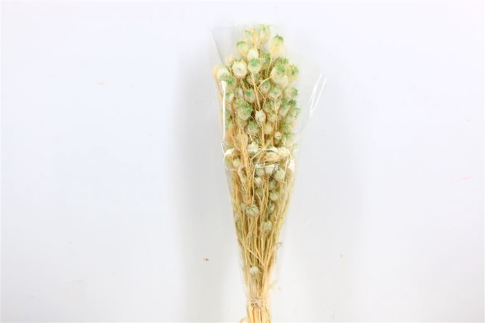 Pres Nigella Soft Green Bunch