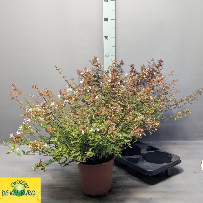<h4>ABEL GRANDIFLORA</h4>