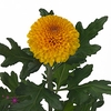 Chrys bl paladov