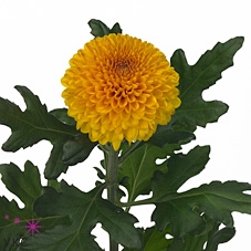 Chrys bl paladov