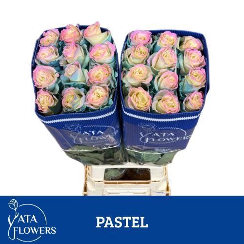 <h4>R gr Tinted Pastel</h4>