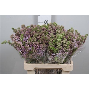 Syr V Lavaliensis 4+