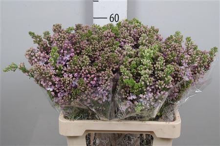 <h4>Syr V Lavaliensis 4+</h4>