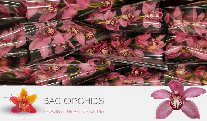 <h4>CYMB T PIN-UP</h4>