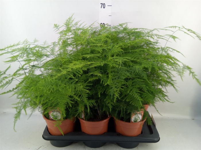 <h4>Asparagus setaceus</h4>