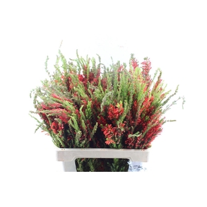 Kaaps Erica Scarlet Red