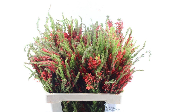 <h4>Kaaps Erica Scarlet Red</h4>