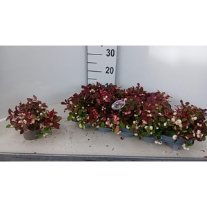 GAULTH P COLOR SURPR