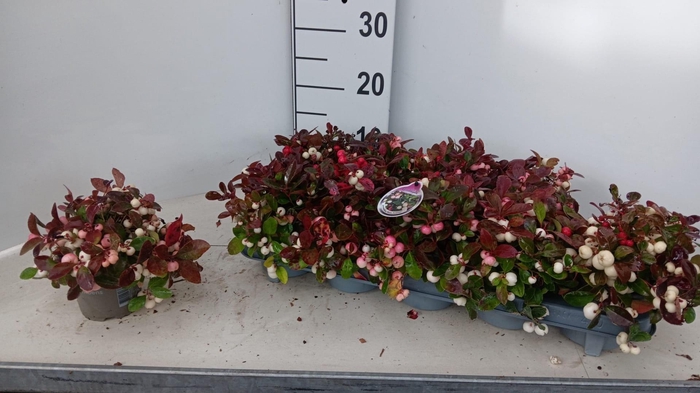 <h4>GAULTH P COLOR SURPR</h4>