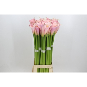 Zantedeschia Eydolls Pink