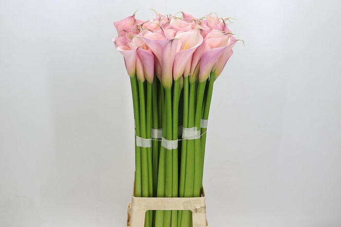 <h4>Zantedeschia Eydolls Pink</h4>