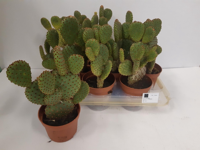 <h4>CACTUS GEM</h4>