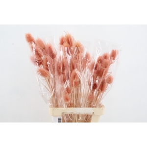 DF Dipsacus Light Pink Bs 130g
