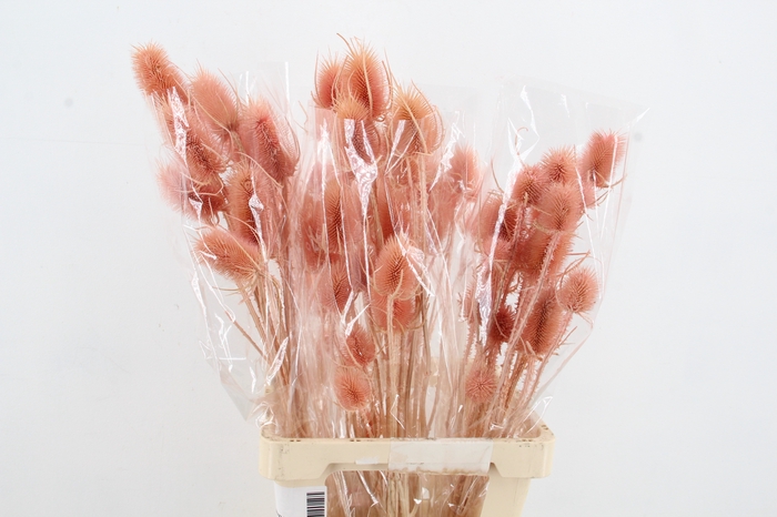 <h4>DF Dipsacus Light Pink Bs 130g</h4>