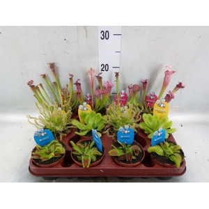 Vleesetende planten