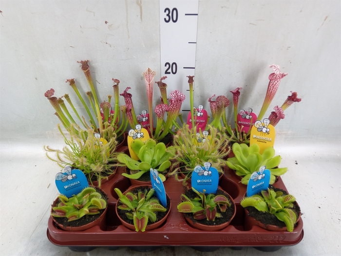<h4>Vleesetende planten</h4>