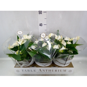 Anthurium andr. 'White Champion'