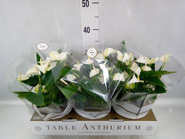 Anthurium andr. 'White Champion'