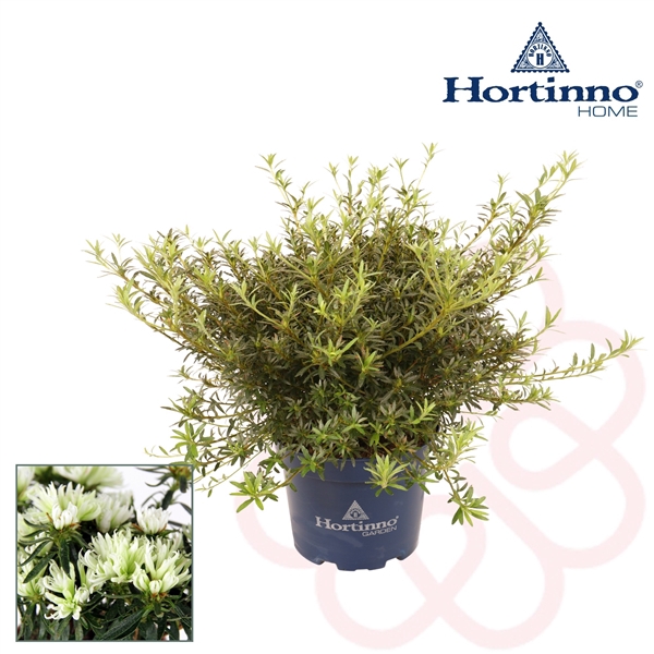 <h4>Hortinno® Garden Witte spider groen 30 - 40 cm</h4>