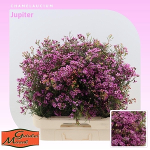 Chamelaucium Jupiter