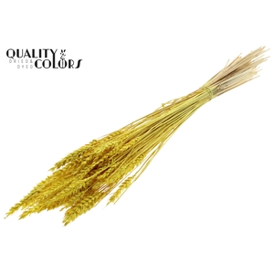 Triticum per bunch Bleached Yellow