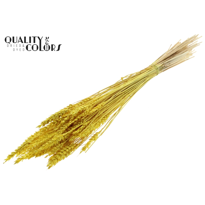 <h4>Triticum per bunch Bleached Yellow</h4>