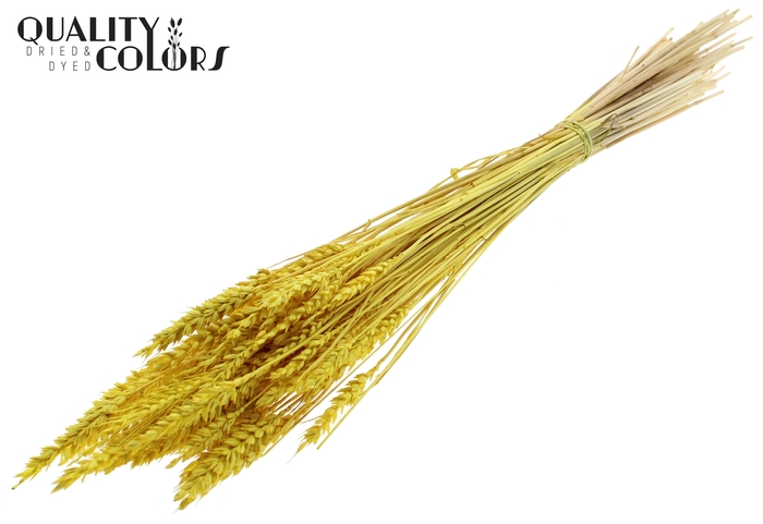 Triticum per bunch Bleached Yellow
