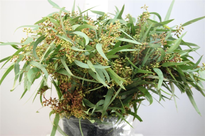 <h4>Euca Exotica Bes</h4>