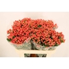 Hypericum Magical Royal Princess