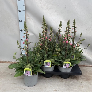 Digitalis Pink Panther