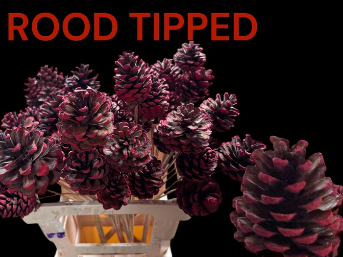 <h4>DENNEAPP G OP ST H%</h4>